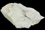 Blastoid (Pentremites) Fossil - Illinois #102273-1